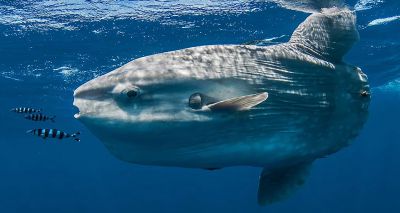 Rare sunfish washes up on Scottish beach